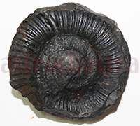 Shaligram 10764 60gm